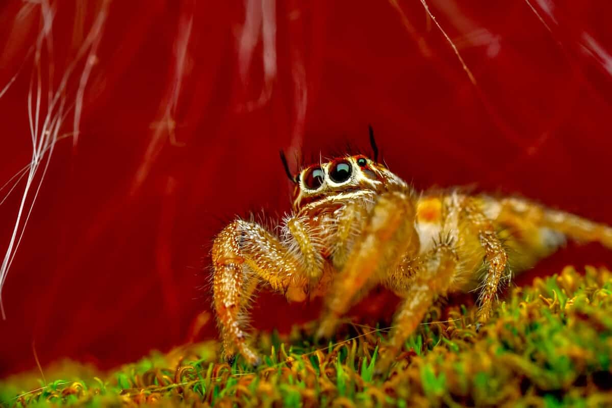 Peacock Spider 