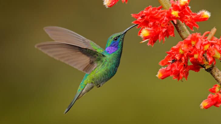 5 Divine Meanings of Hummingbirds