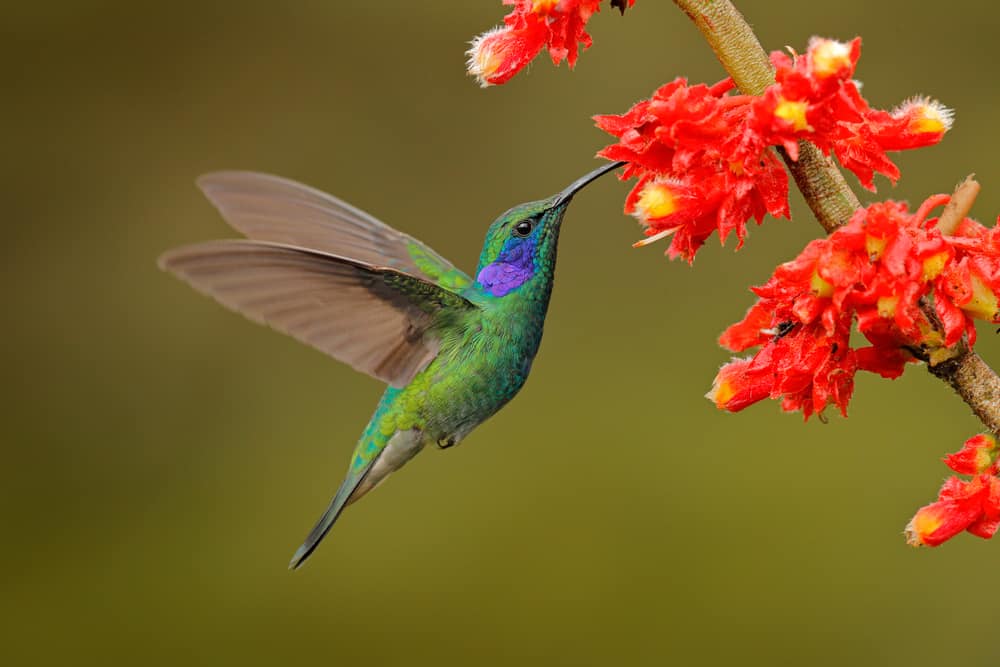 hummingbird