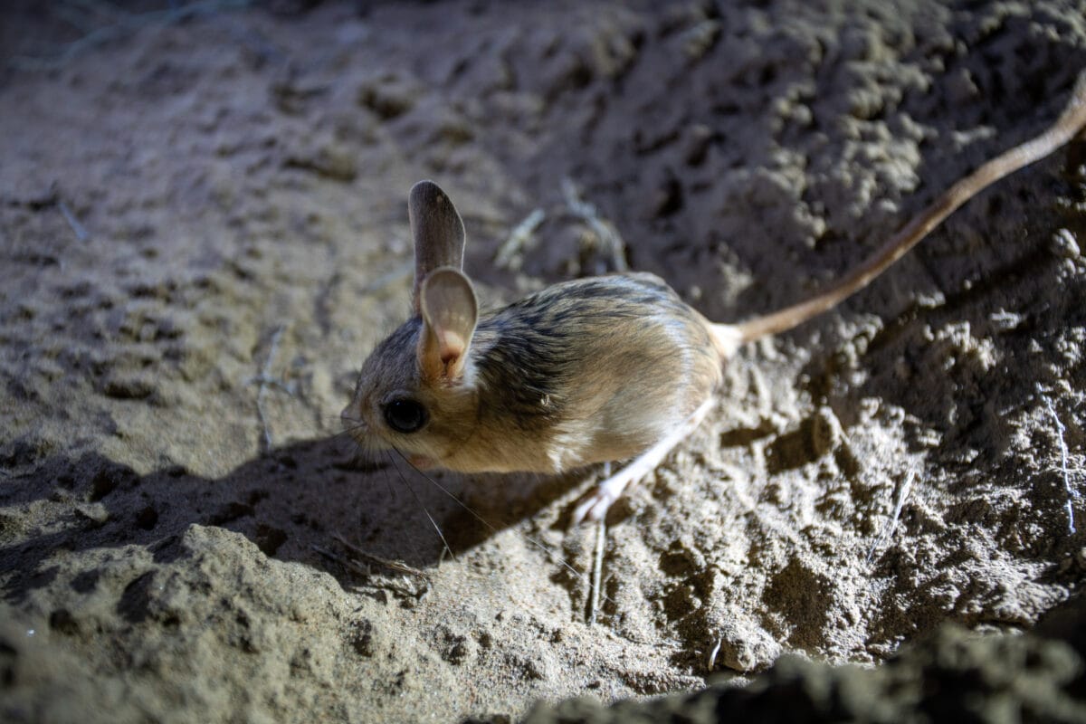 desert kangaroo rat