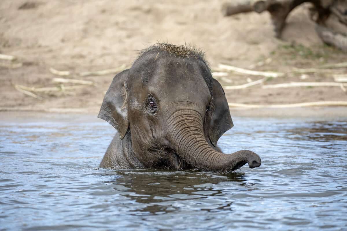 Baby elephant in water