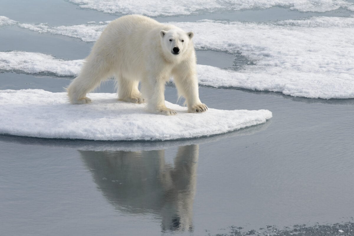 Wild polar bear on pack ice in Arctic