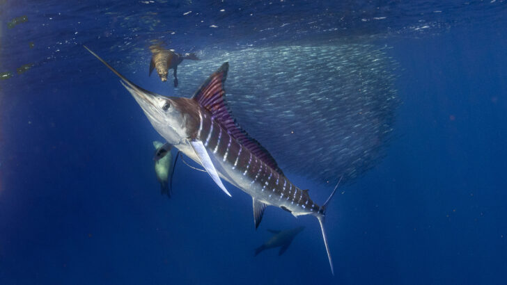 The Largest Marlin Ever Caught (1,805lb)
