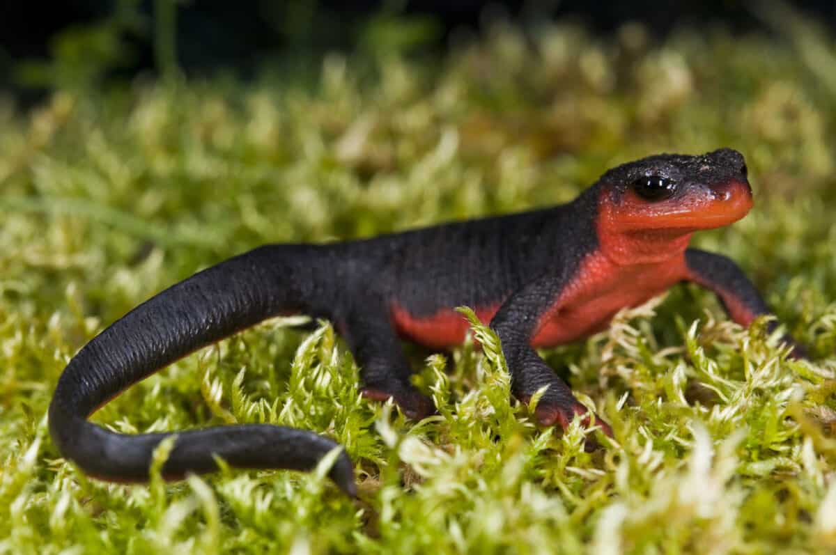 newt