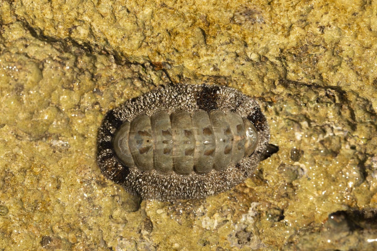 Acanthopleura granulata, West Indian fuzzy chiton, tropical species of chiton.