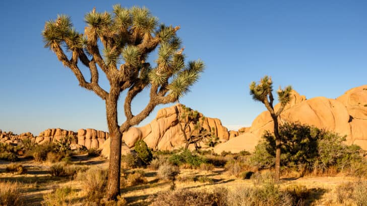 What Makes the Mojave Desert So Crucial for American Wildlife
