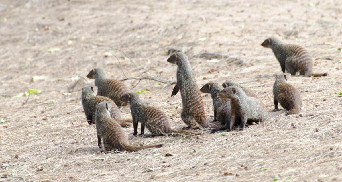 Scenic view of mongoose at wild nature