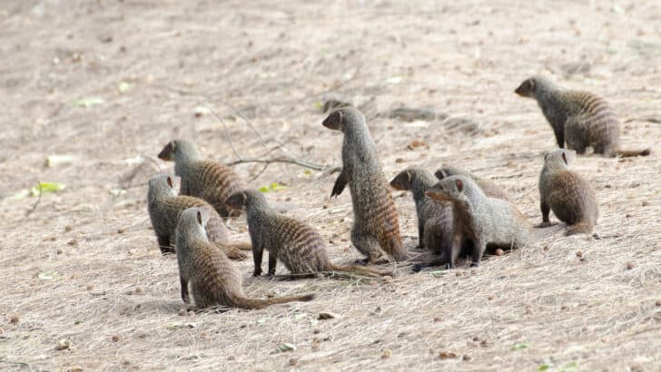 The Synchronised Birthing Strategy of Banded Mongoose Mothers in Uganda