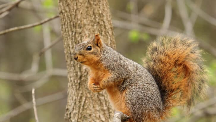 Glow-in-the-Dark Squirrel Found in Wisconsin