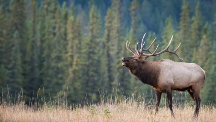 US States Where You Won’t Encounter Elk