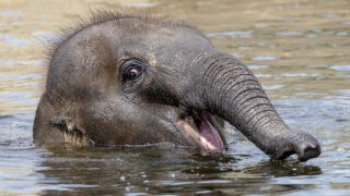 baby elephant in water