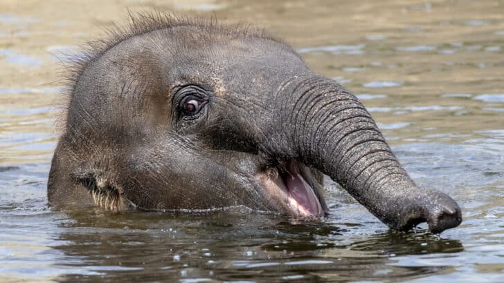 Adorable Baby Elephant Sees The Ocean For The First Time
