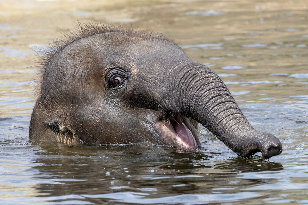 baby elephant in water