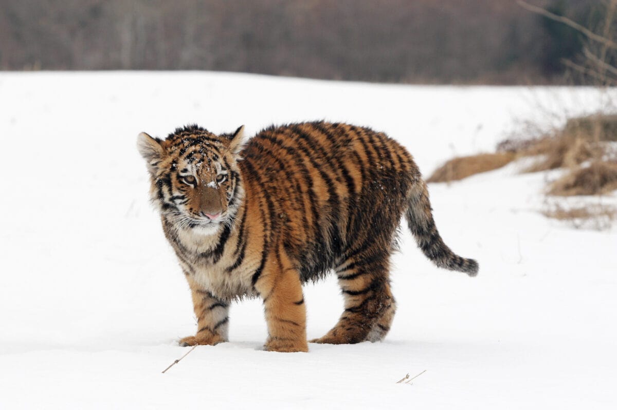 tiger cub