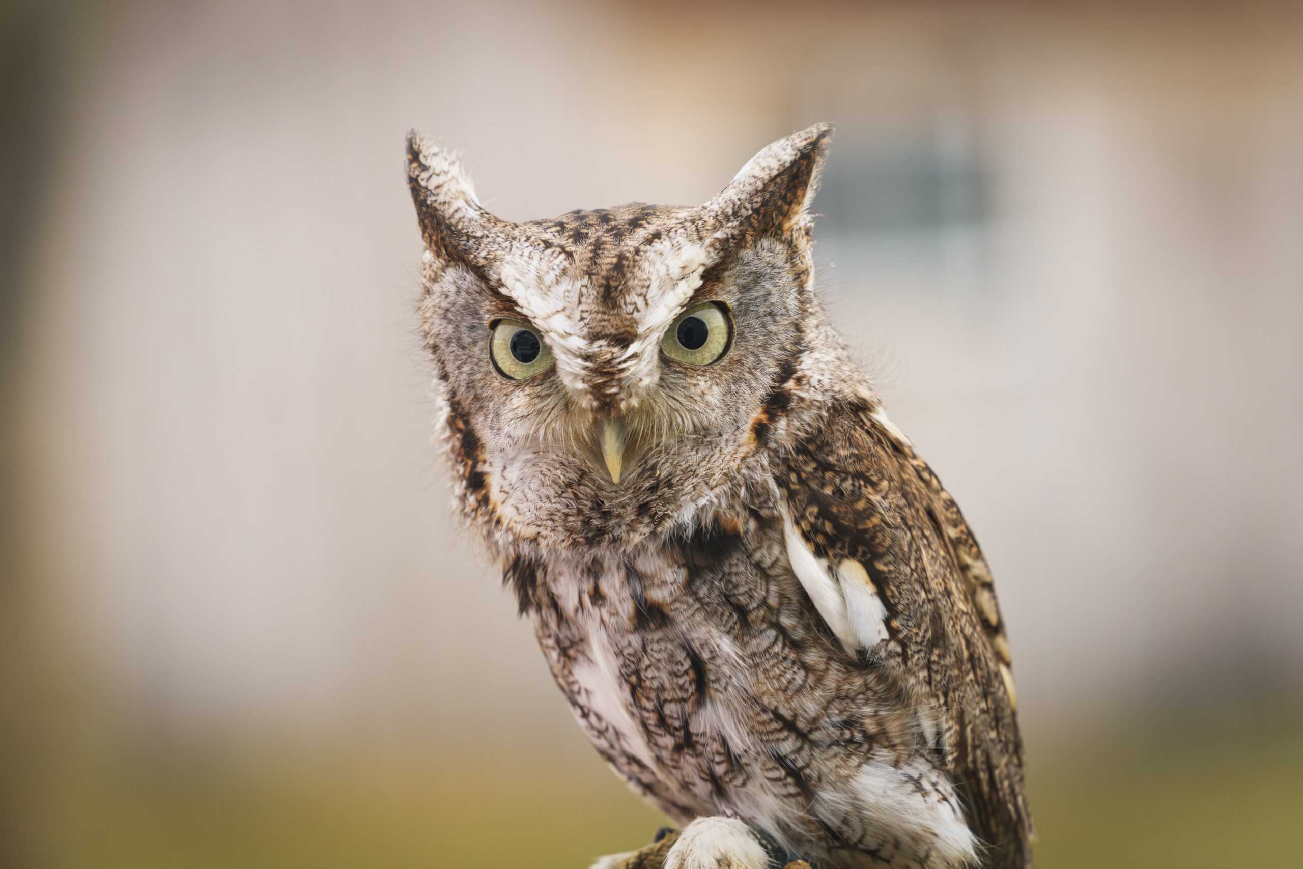 A closeup shot of an Eastern Screech Owl on a cloudy day outdoors.
