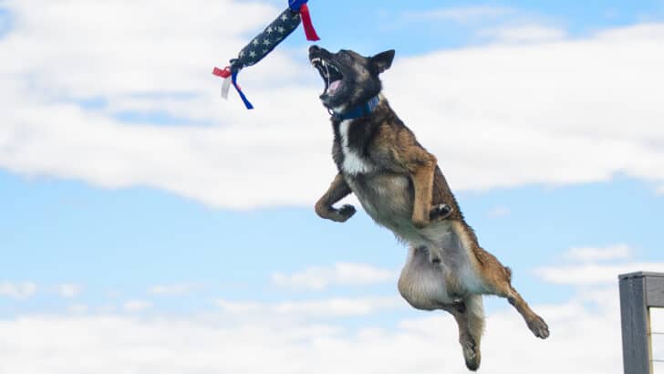 Watch: How US Military Dogs Are Trained