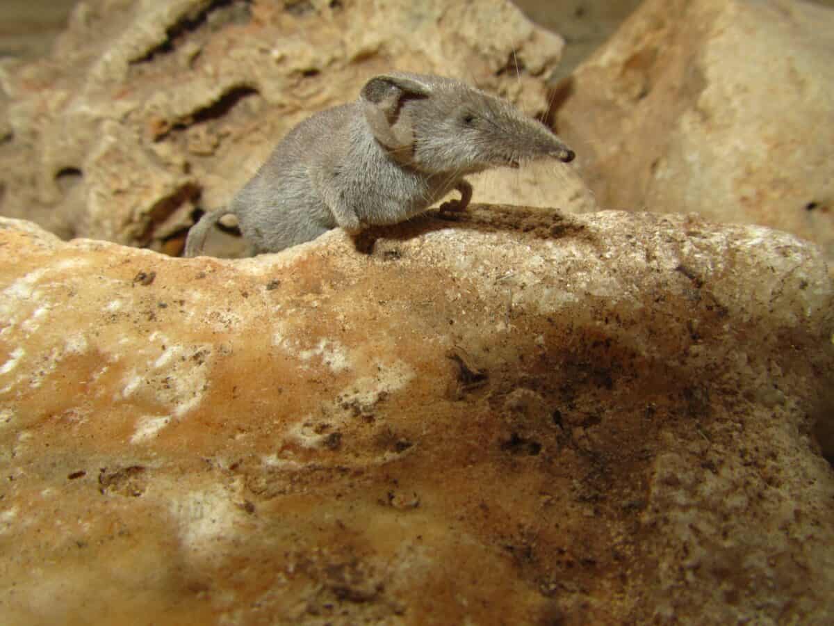 A closeup shot of a grey white-toothed pygmy shrew in Maltese Islands.