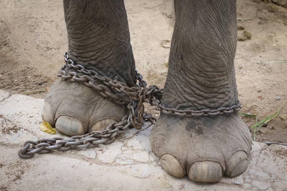 elephant in chains