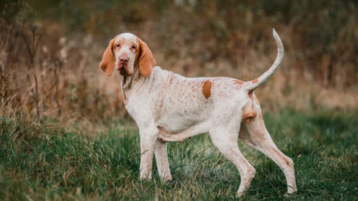 Newest Dog Breeds Recognized By The American Kennel Club