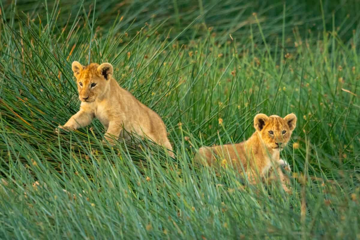 Two lion cubs lie in long grass.