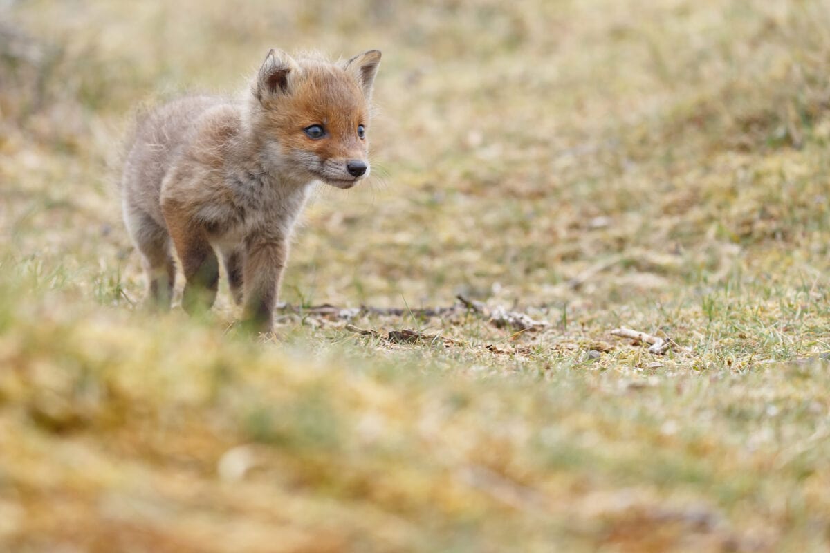 Sierra Nevada Red Fox Yosemite National Park