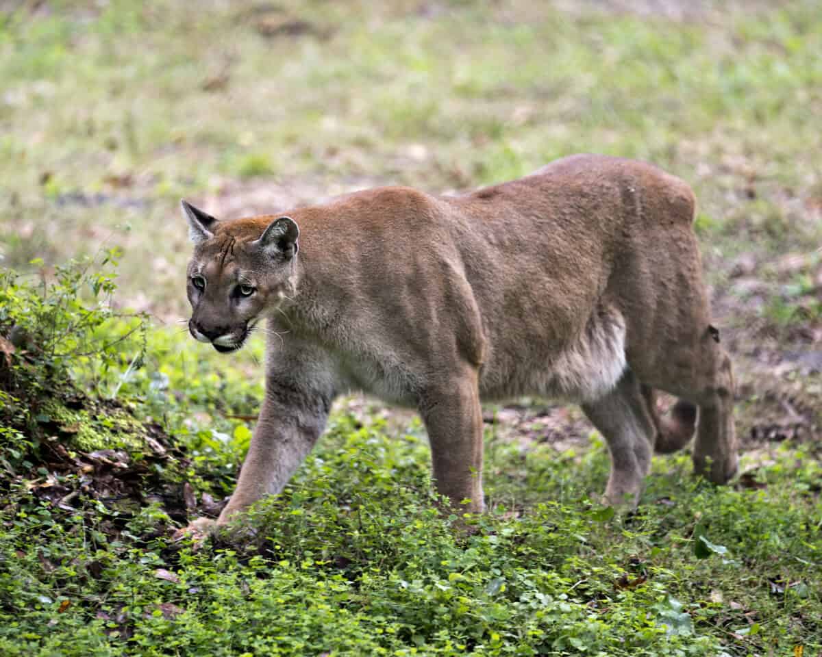 Florida-Panther