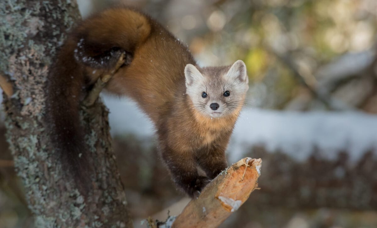 American Marten Yosemite National Park