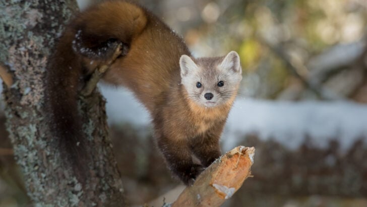 15 Adorable Baby Mammals that Call Yosemite National Park Home
