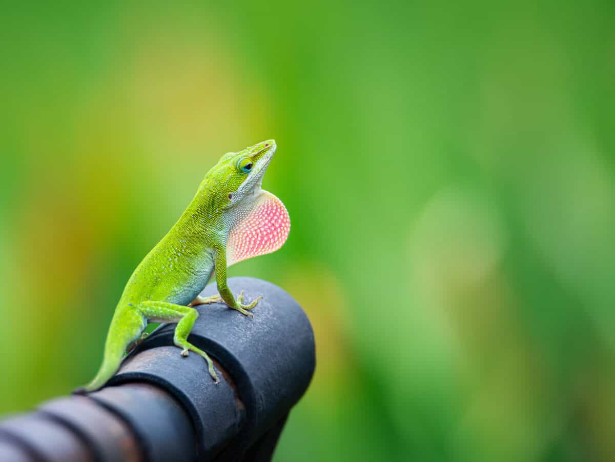 Green Anole lizard (Anolis carolinensis) showing off his bright pink dewlap on an iron bench in the garden.