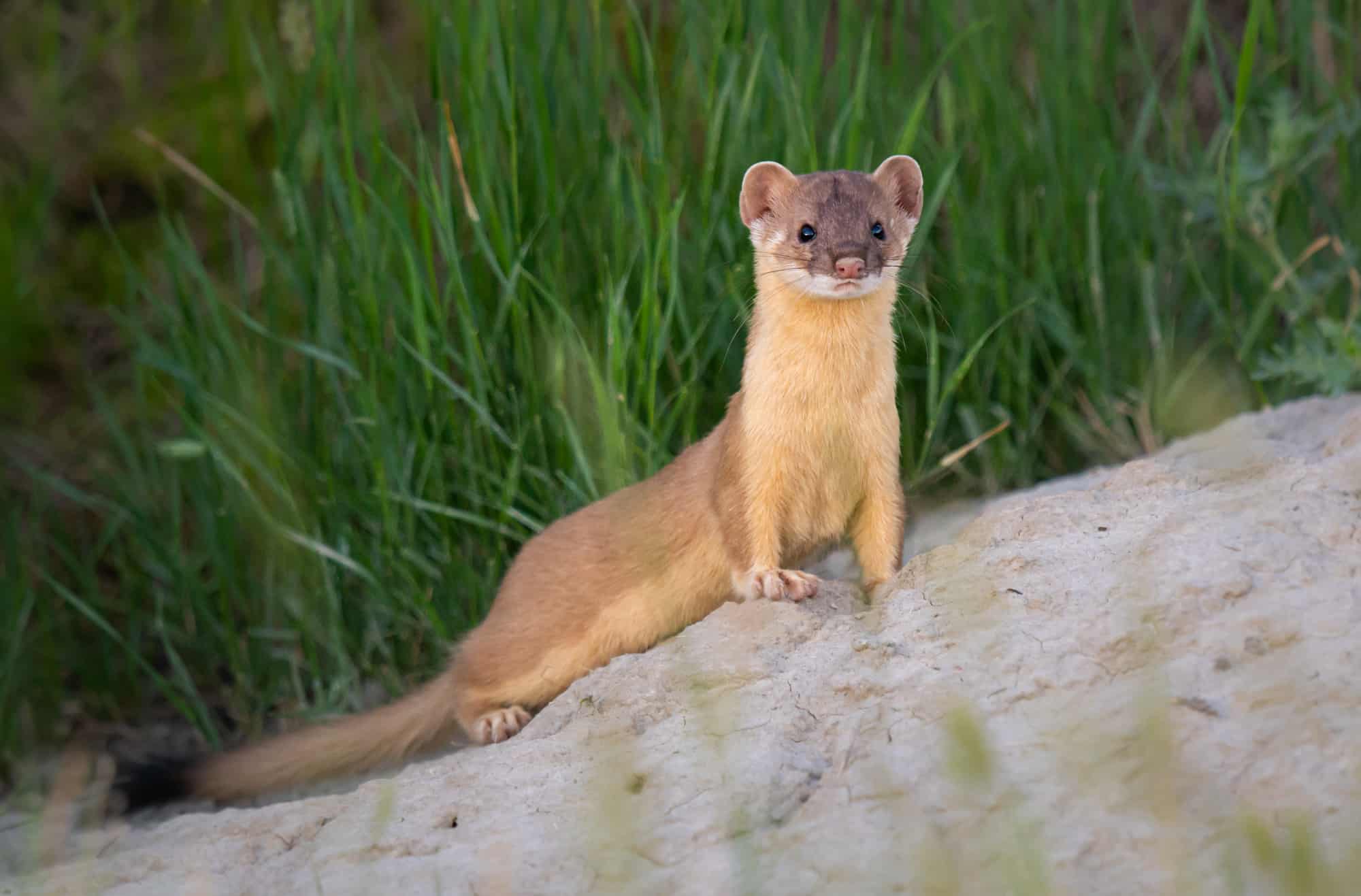 Long-tailed Weasel Yosemite National Park