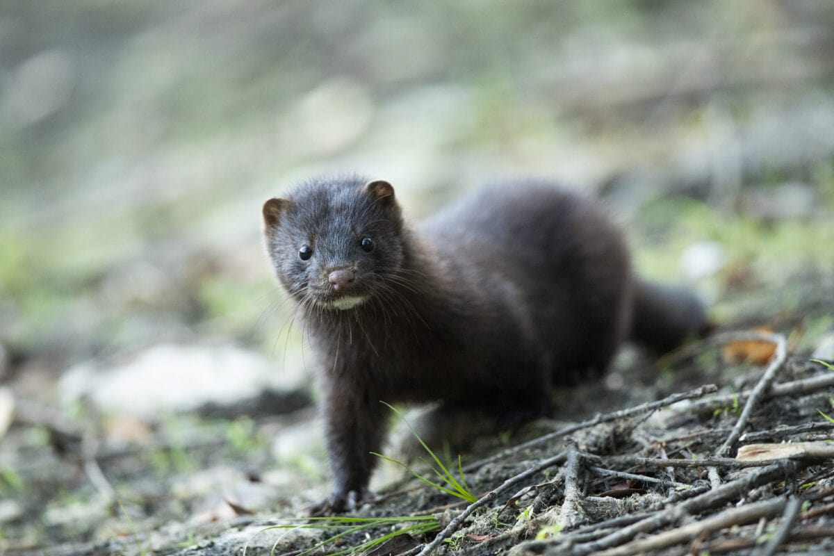 American Mink