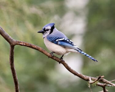 Spotting A Blue Jay May Be The Universe’s Way Of Telling You What You Need