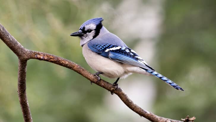 Spotting A Blue Jay May Be The Universe&rsquo;s Way Of Telling You What You Need