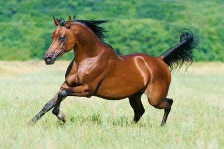 Top 30 Horse Breeds In North America - Animals Around The Globe