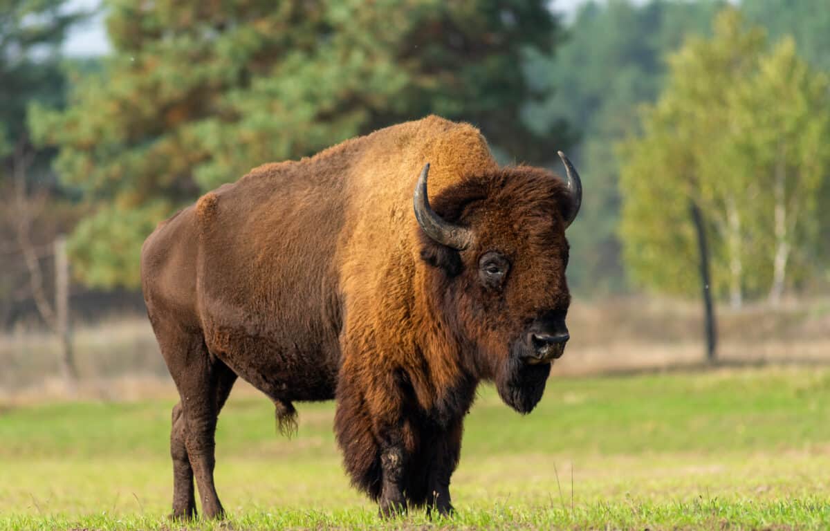 Big old bison in nature.