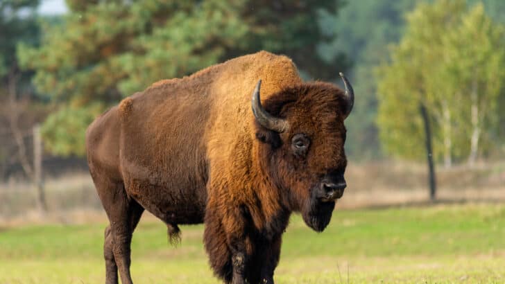 6 States Where The Most Bison Roam
