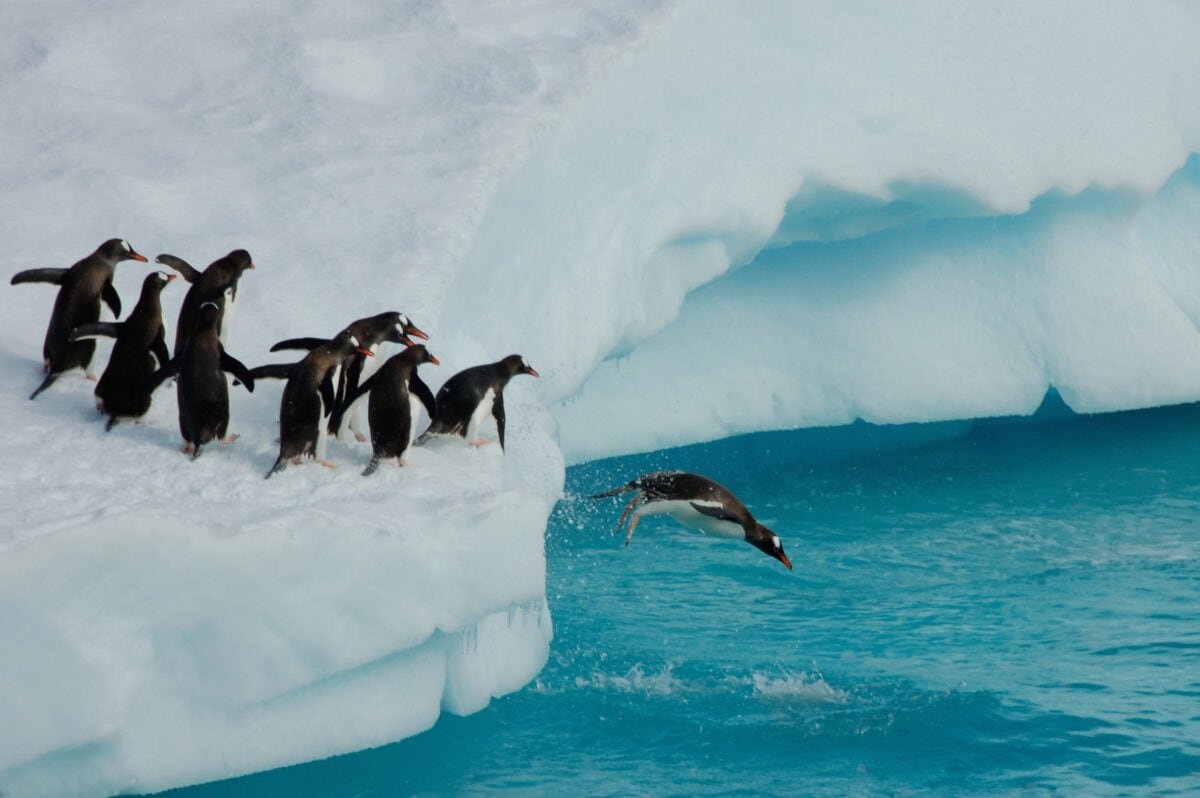 Penguins diving. 