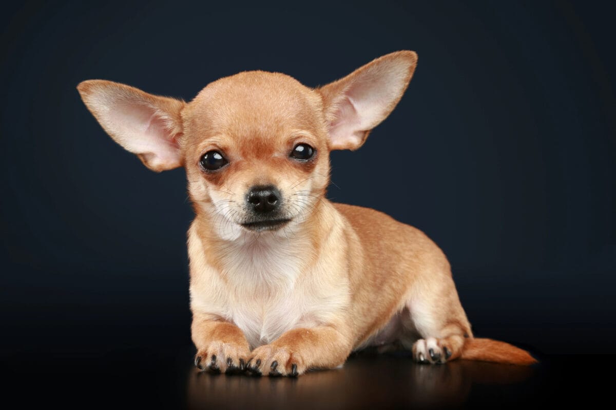 Chihuahua puppy.
