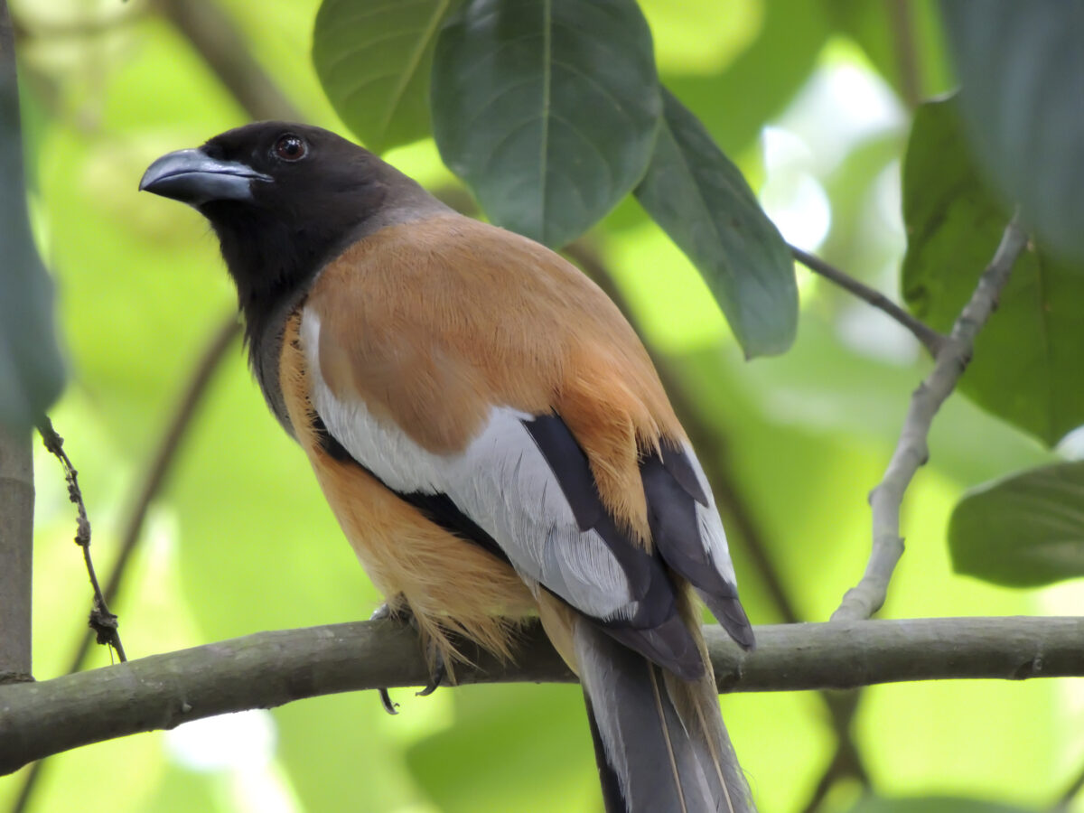 hooded pitohui bird