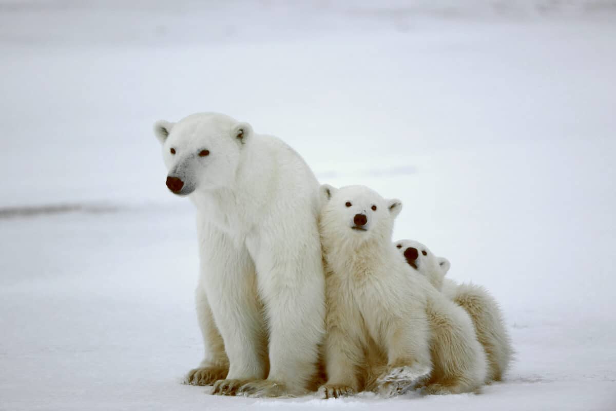 Polar bear with her cubs.