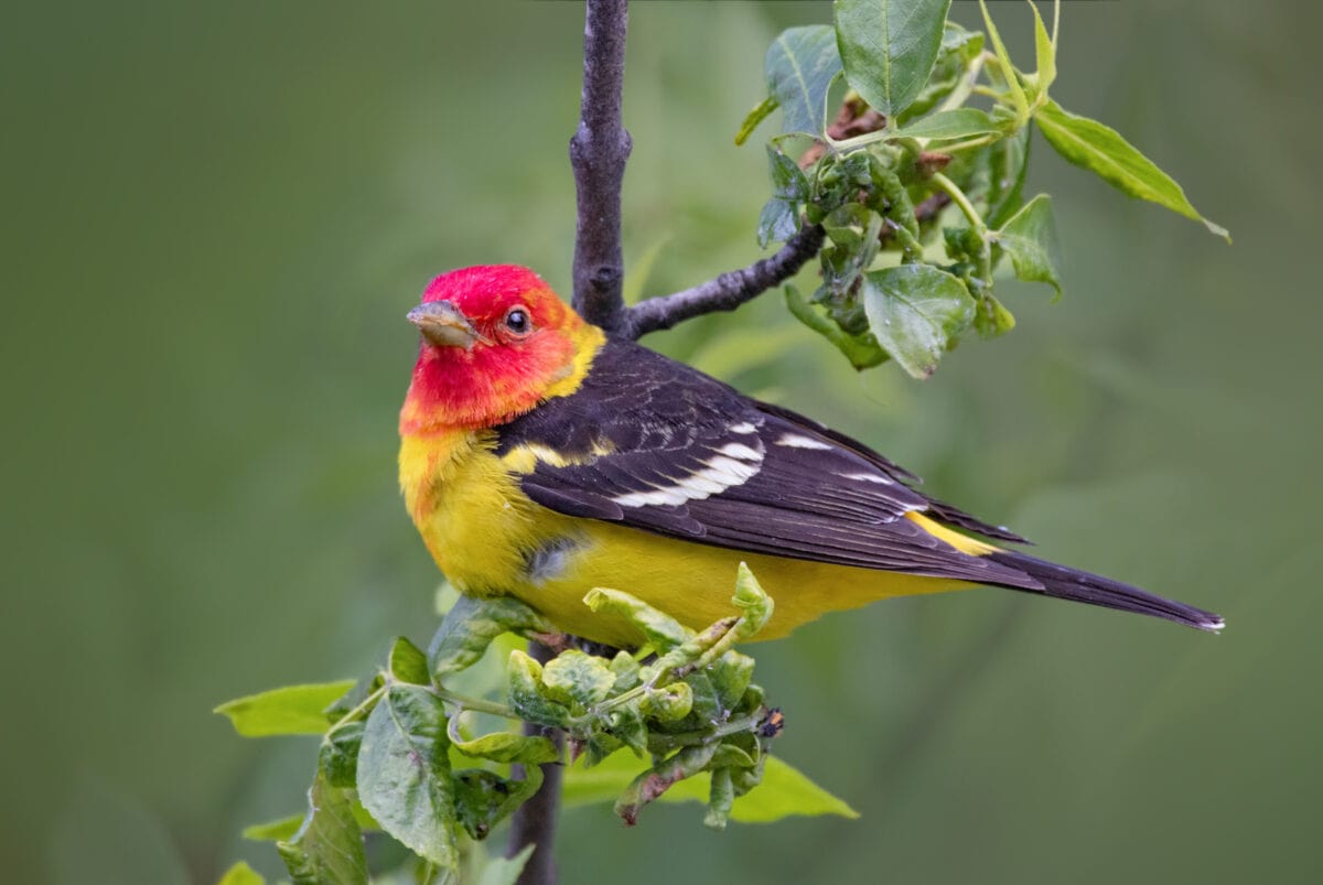 pretty western tanager sitting on a tree branch