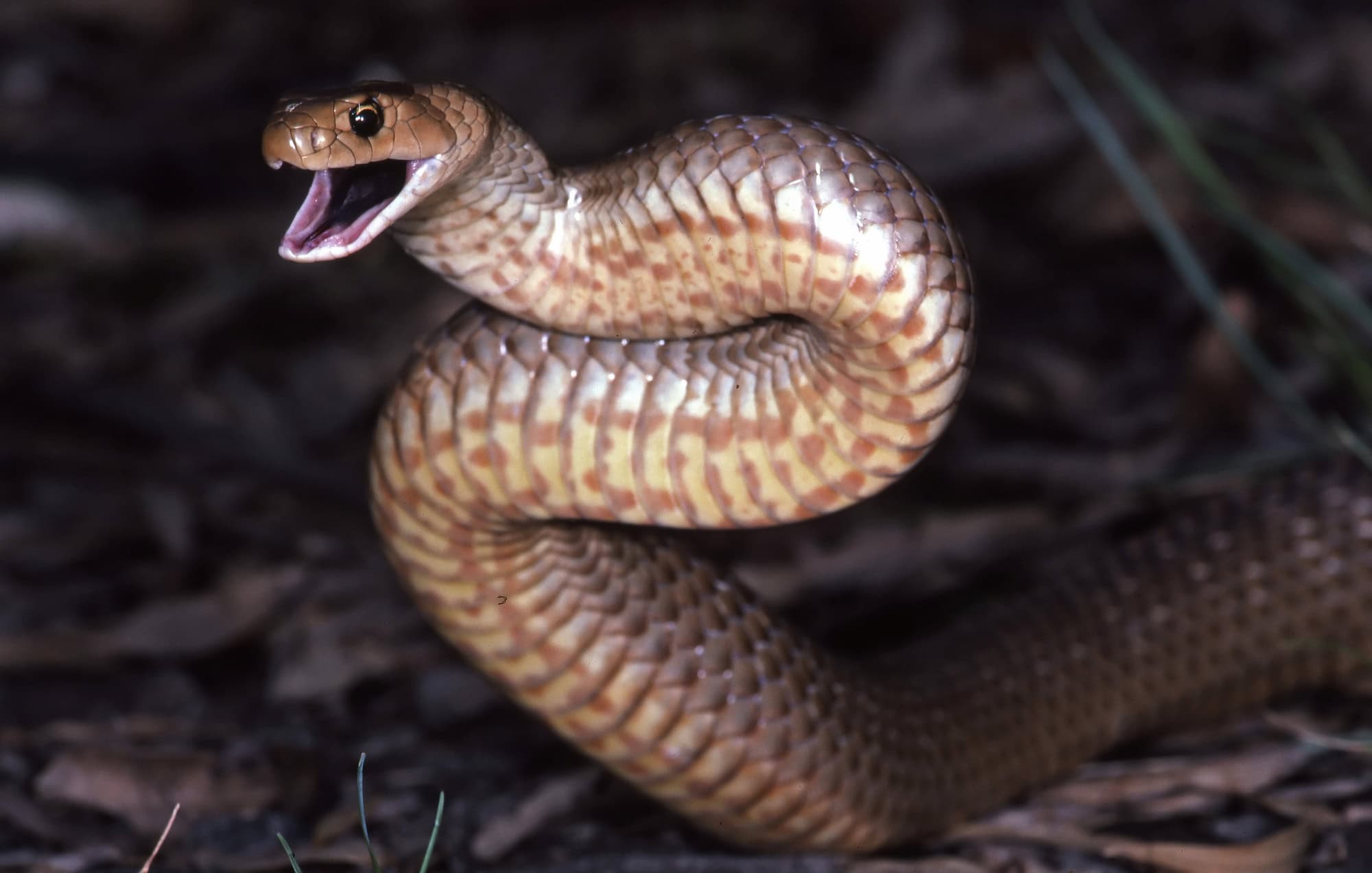 eastern brown snake