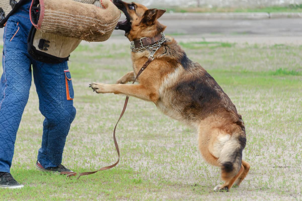 military dog