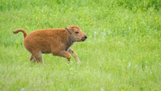 American Bison calf
