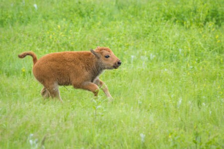 Watch: The Bond Between a Wild Baby Bison and Her Rescuer