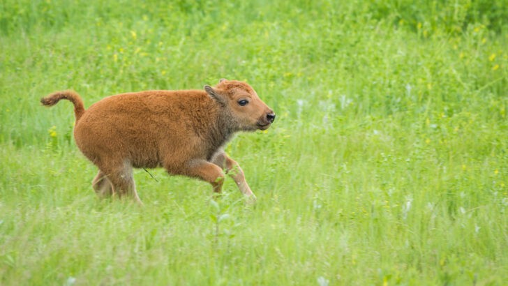 Watch: The Bond Between a Wild Baby Bison and Her Rescuer