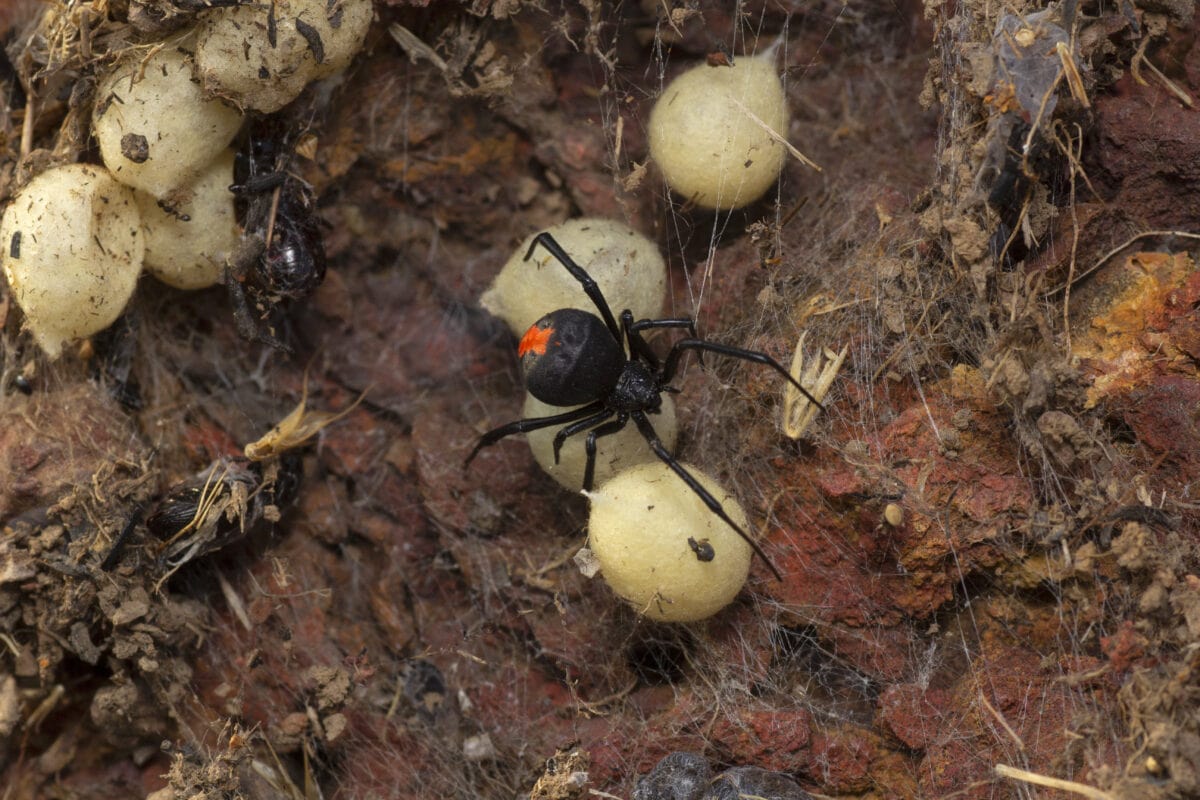 Red back spider