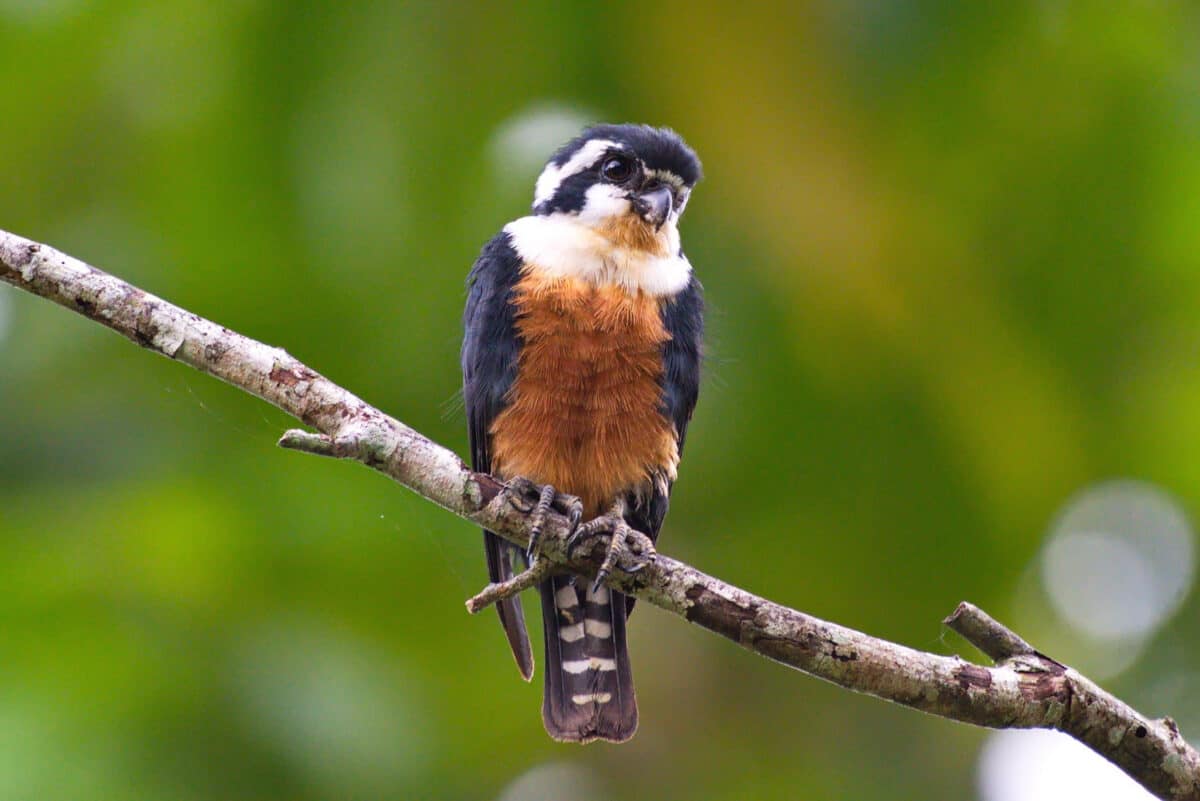 A cute tiny bird of prey Black Thighed Falconet. 