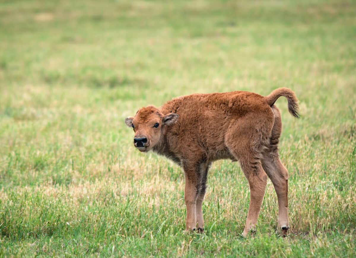 Buffalo bison calf on green pasture