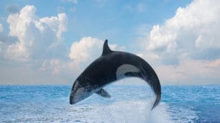 Killer whale/ orca jumping